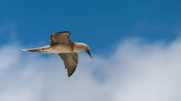 Braune Tölpel Sula Leucogaster Exotische Vögel Fliegen Französisch Polynesien — Stockfoto