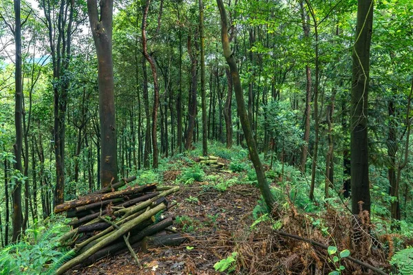 Beautiful Shot Evergreen Forest Tall Trees — Stock Photo, Image