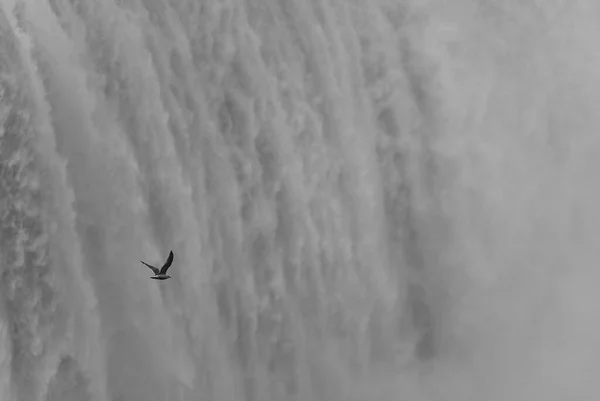 Grayscale Shot Gull Flight Niagara Falls Fog — Stock Photo, Image