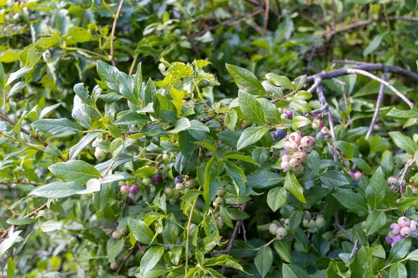 Blueberries growing on a bush in different stages of ripening.