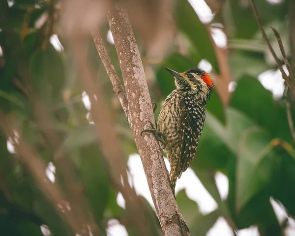 Primer Plano Gran Pájaro Carpintero Manchado Dendrocopos Major Posado Sobre — Foto de Stock