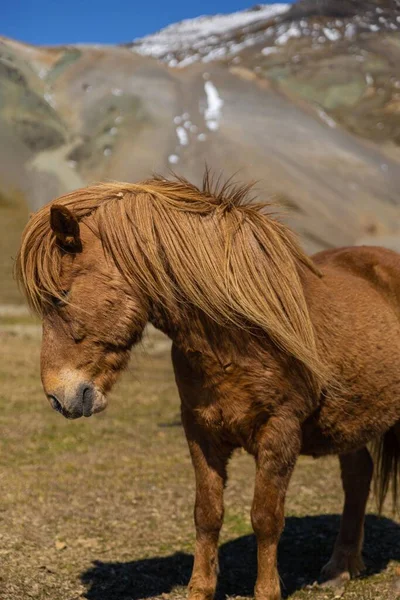 サネフェルスネス半島の茶色のアイスランド馬の肖像画 — ストック写真