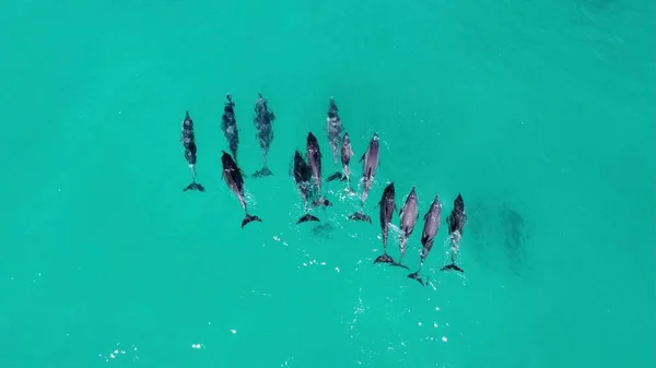 Вид Сверху Красивых Дельфинов Плавающих Воде — стоковое фото