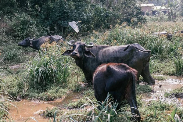African Buffalo Cattle Sri Lanka — Stock Photo, Image