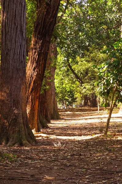 Yaz Ormanındaki Ağaçların Arasından Geçen Güneşin Dikey Görüntüsü — Stok fotoğraf