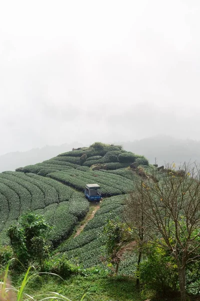 台湾の木に囲まれたウーロン茶畑の空中写真 — ストック写真