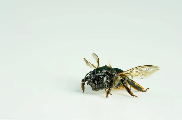Närbild Bild Kalliopsis Bee Isolerad Vit Bakgrund — Stockfoto