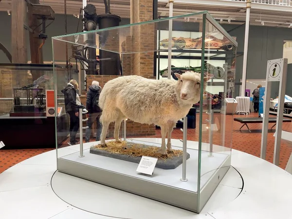 Edinburgh Ulusal Tarih Müzesi Nde Bir Koyun Klonu — Stok fotoğraf