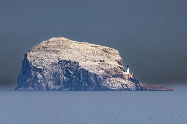 Bass Rock Gannet Colony Firth Forth Edinburgh Scotland — Stock Photo, Image