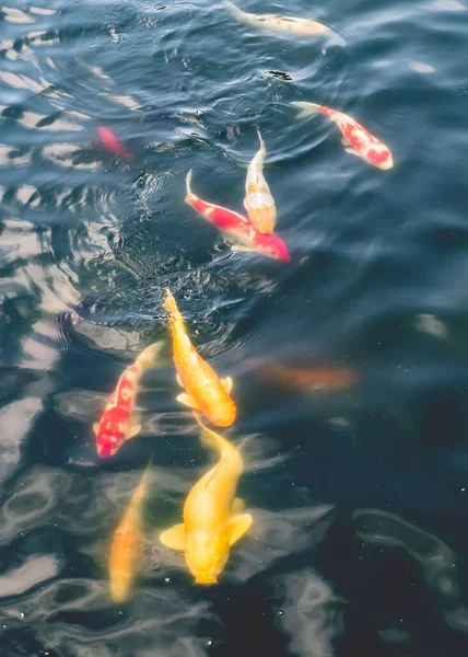 Красная Жёлтая Рыба Кои Карп Декоративных Прудах Садов Нан Лиан — стоковое фото