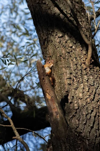 Zbliżenie Ujęcia Czerwonej Wiewiórki — Zdjęcie stockowe