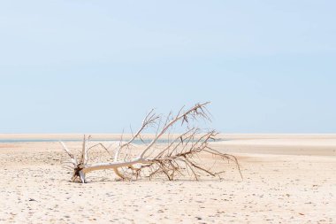 Pleasure Island, ABD 'deki kumlu Carolina plajında sürüklenen bir odun.