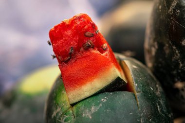 A closeup of a rotten watermelon with flies on it on a blurred background clipart