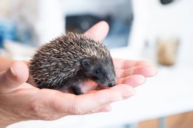Küçük şirin bir kirpiyi tutarken çekilmiş yakın plan bir fotoğraf.
