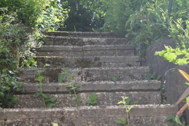 Gün ışığında ağaçlar ve çalılarla çevrili bir merdiven.