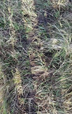 Bir tarlada yetişen uzun yapraklı bitkilerle dolu dikey bir bitki örtüsü.