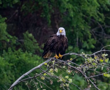 Dala tünemiş güzel bir kel kartal manzarası