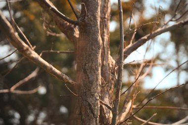 Ormandaki yapraksız ağaç dallarının yakın plan çekimi.