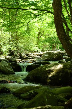 Gün ışığında vahşi doğayla çevrili bir ormanda akan bir nehrin dikey görüntüsü.