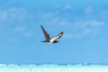 Kahverengi meme, Sula leucogaster, Fransız Polinezyası 'nda uçan egzotik kuş.