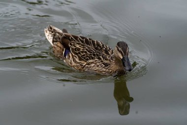 Gölde yüzen dişi bir yaban ördeği. Suyun üzerinde ördeğin başının yansıması var.