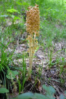 Güzel Neottia nidus-avis, kuş yuvası orkide çiçeği.