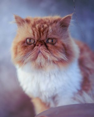 Bir İranlı kedinin yakın plan fotoğrafı.