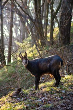 Güneşli bir günde Monte Grappa 'da, Venedik Prealpleri, Venedik Veneto, İtalya' da bir ormanda boynuzlu güzel bir papağan.