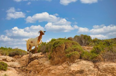 Çalılarla çevrili kayalık zeminde duran bir keçi.