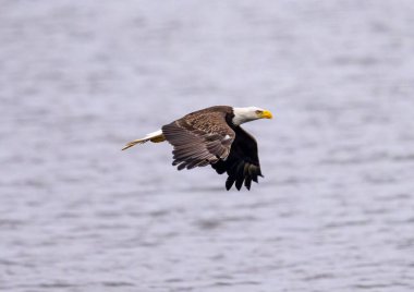 Suyun üzerinde uçan kel kartalın güzel manzarası