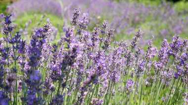 Bal arıları büyüyen lavanta çiçekleri tarlasında çalışıyor. - Tele statik çekim - Noszvaj, Macaristan