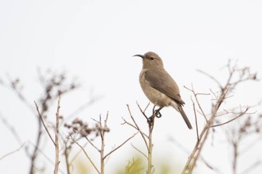 Dişi güneş kuşu dal üzerine tünemiş