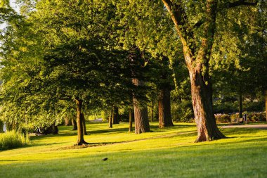 Güneşin altında yeşil çimlerin ve ağaçların güzel manzarası. Prins Hendrikpark, Den Bosch, Hollanda.
