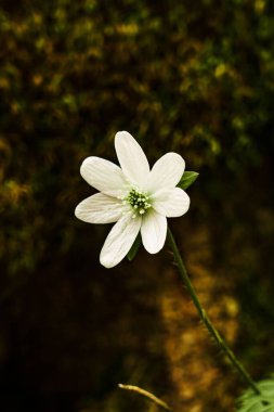 Küçük beyaz ahşap bir şakayık çiçeğinin dikey yakın çekimi.