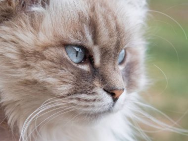 A closeup of Siberian cat with blue eyes clipart