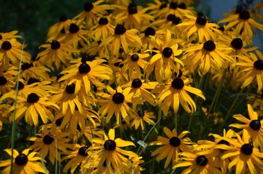 Bahçedeki bir avuç güzel Rudbeckia çiçeğinin yakın çekimi.