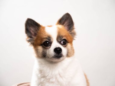 Pomeranian Spitz 'in sevimli pofuduk köpeğinin portresi. Beyaz arka planda yatan gülümseyen küçük bir köpek. Metin için alanı kopyala.