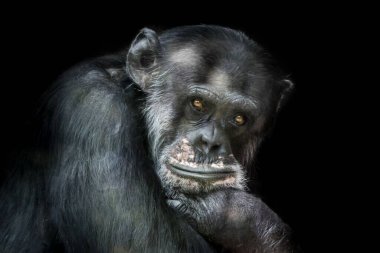 Siyah bir geçmişi olan düşünen bir şempanzenin portresi - Maymun Çiçeği virüsü