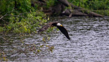 Suyun üzerinde uçan kel kartalın güzel manzarası