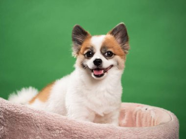 Pomeranian Spitz 'in sevimli pofuduk köpeğinin portresi. Yeşil arka planda yatan gülümseyen küçük bir köpek. Metin için alanı kopyala.
