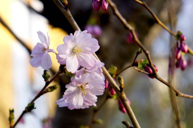 Prunus subhirtella 'nın yakın çekimi, kışın açan kiraz..