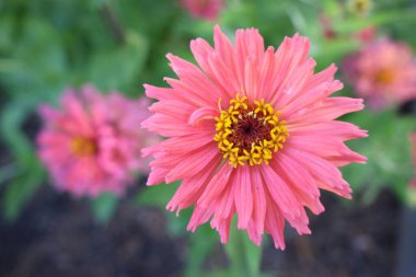 Bahçede çiçek açan bir zinyanın yakın plan çekimi.