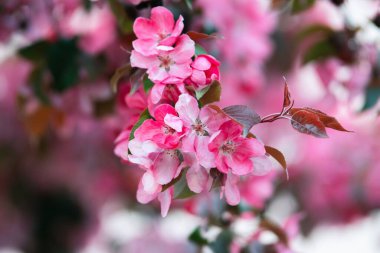 Pembe arkaplanda zarif dekoratif çiçekleri olan pembe bir elma ağacının dalının yakın çekimi.