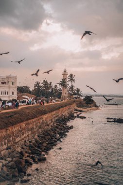 Galle, Sri Lanka 'da bir gölün üzerinde uçan kuşların dikey görüntüsü