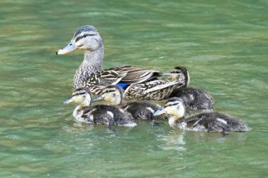 Suda yüzen bir ördek ailesinin (Anas platyrhynchos) yakın plan resmi.