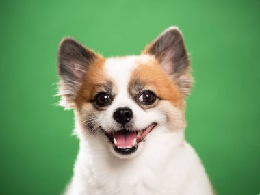 Pomeranian Spitz 'in sevimli pofuduk köpeğinin portresi. Yeşil arka planda yatan gülümseyen küçük bir köpek. Metin için alanı kopyala.