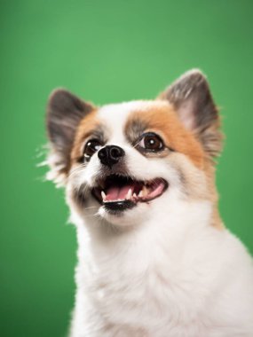 Pomeranian Spitz 'in sevimli pofuduk köpeğinin portresi. Yeşil arka planda yatan gülümseyen küçük bir köpek. Metin için alanı kopyala.