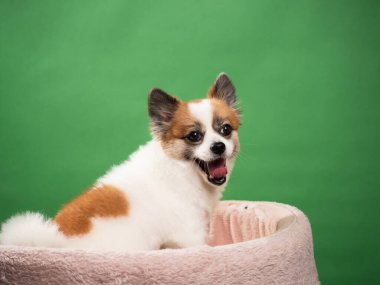 Pomeranian Spitz 'in sevimli pofuduk köpeğinin portresi. Yeşil arka planda yatan gülümseyen küçük bir köpek. Metin için alanı kopyala.