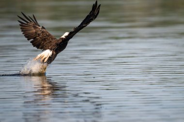 Güzel, kel bir kartal, sakin bir gölden kanat çırparak bir balık yakalamak için daldıktan sonra ortaya çıkıyor.