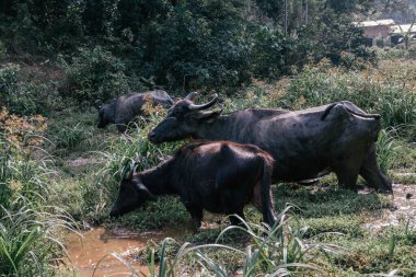 Sri Lanka 'da bir Afrika sığırı.